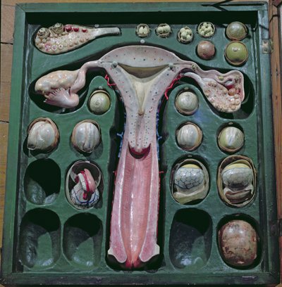 Female Genitals, c.1830 by French School